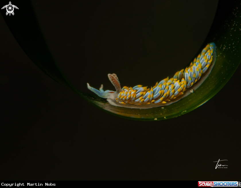 A Berghia coerulescens
