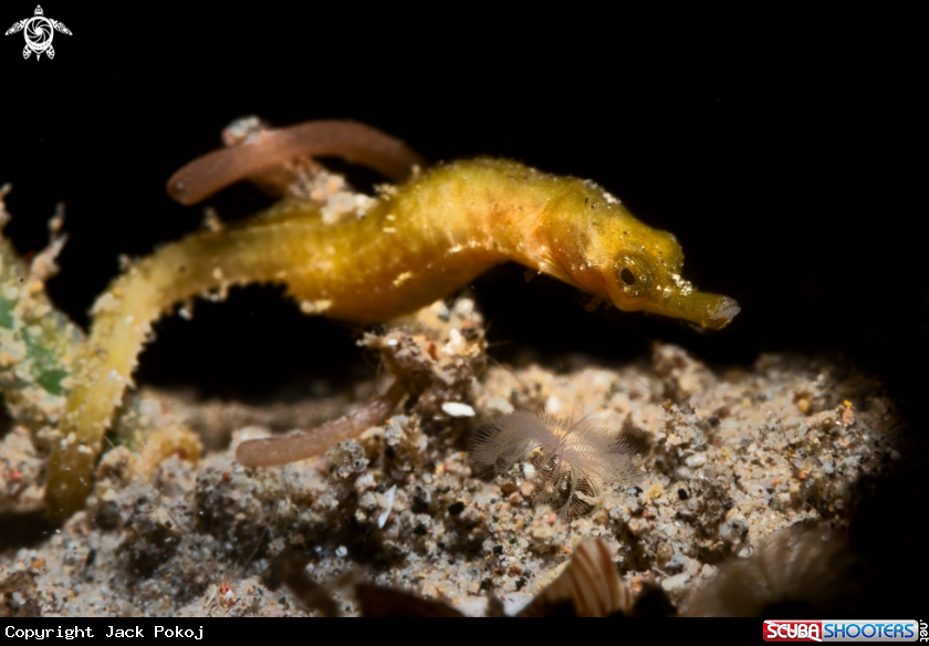 A Pipefish