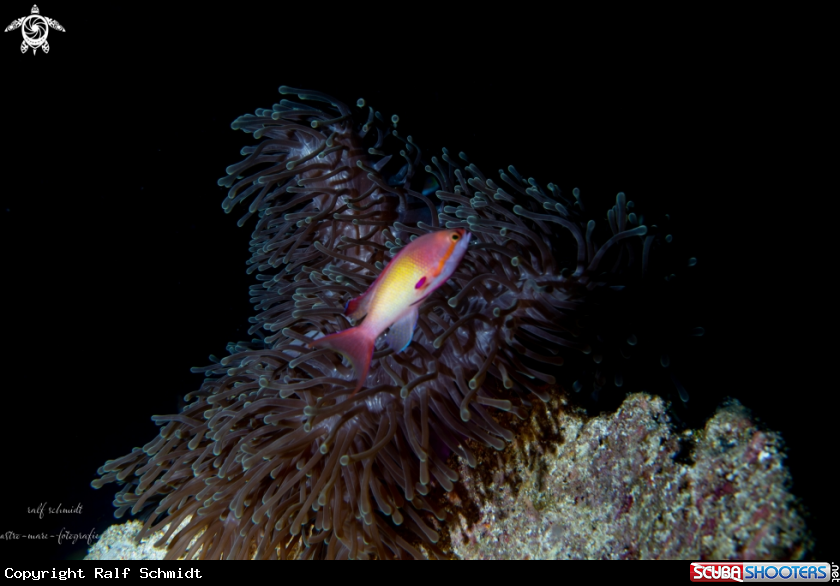 A Anemone