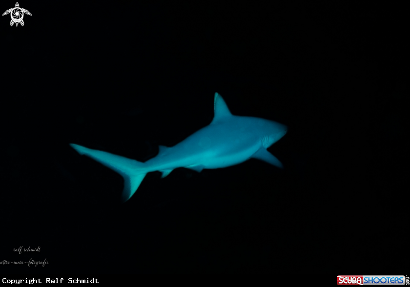 A shark