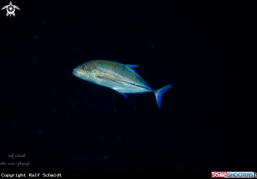 A fish