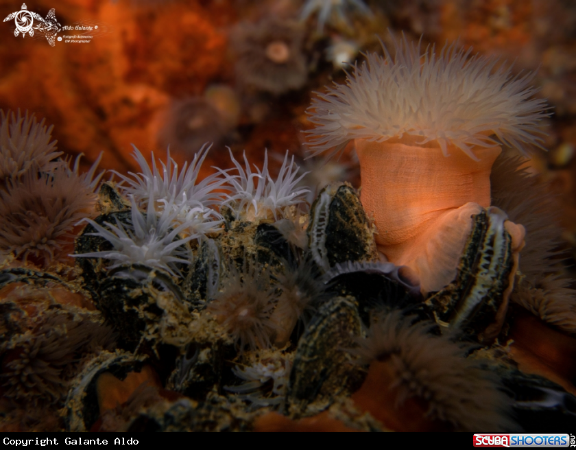A Anemones