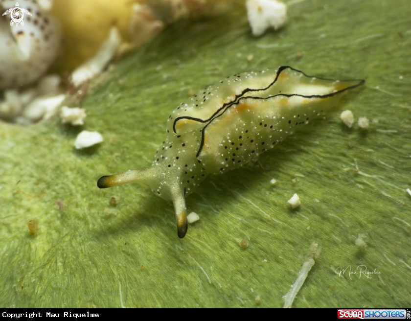 A Juvenile Ornate Elysia