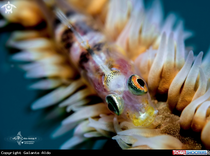 A Whip Coral Goby