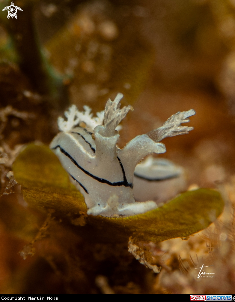 A Duvaucelia striata