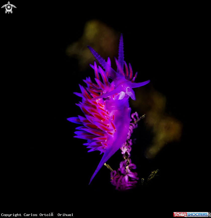 A Nudibranch