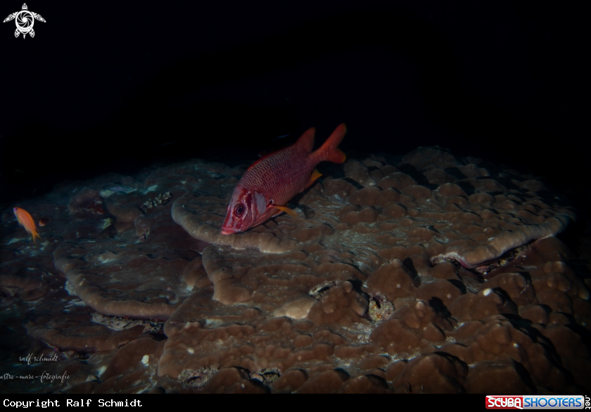 A fish