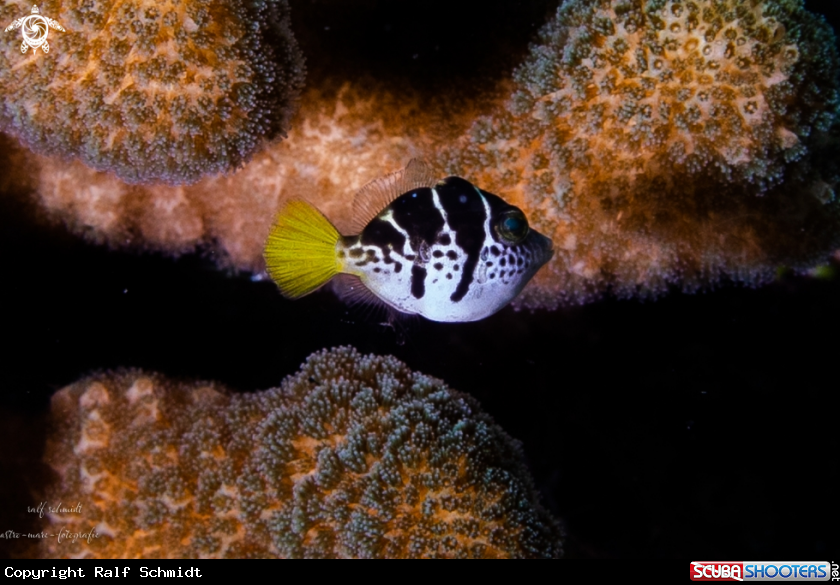 A fish