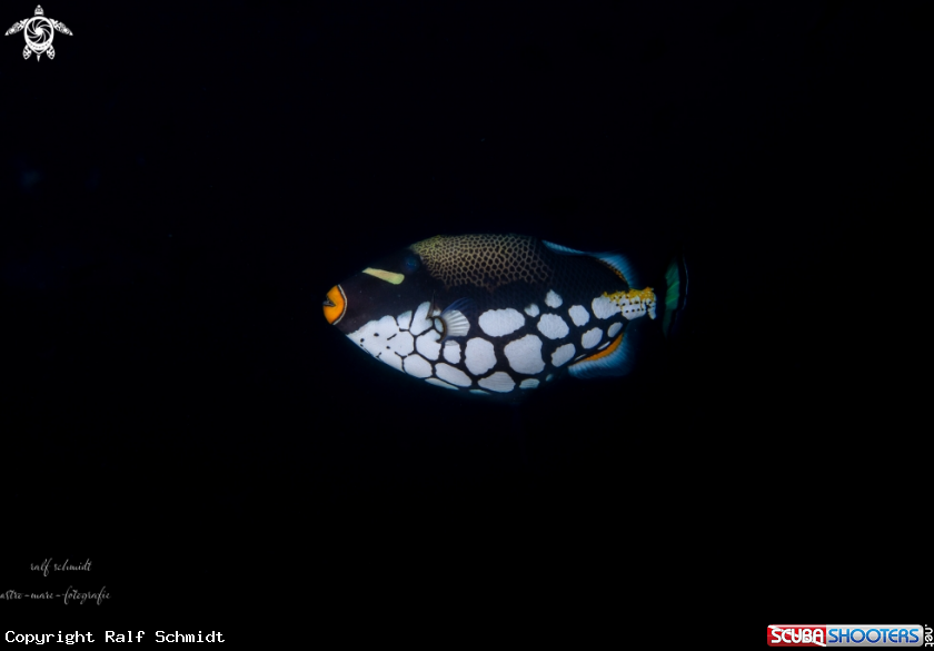 A Fish