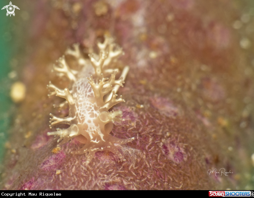 A Crisscross Tritonia
