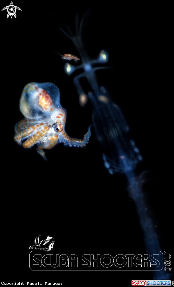 A Larval octopus and Mantis Shrimp Larvae 