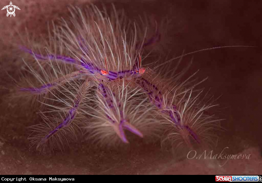 A Pink hairy squat lobster (Lauriea siagiani)