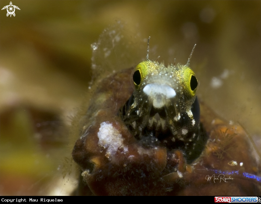 A Spinyhead Blenny