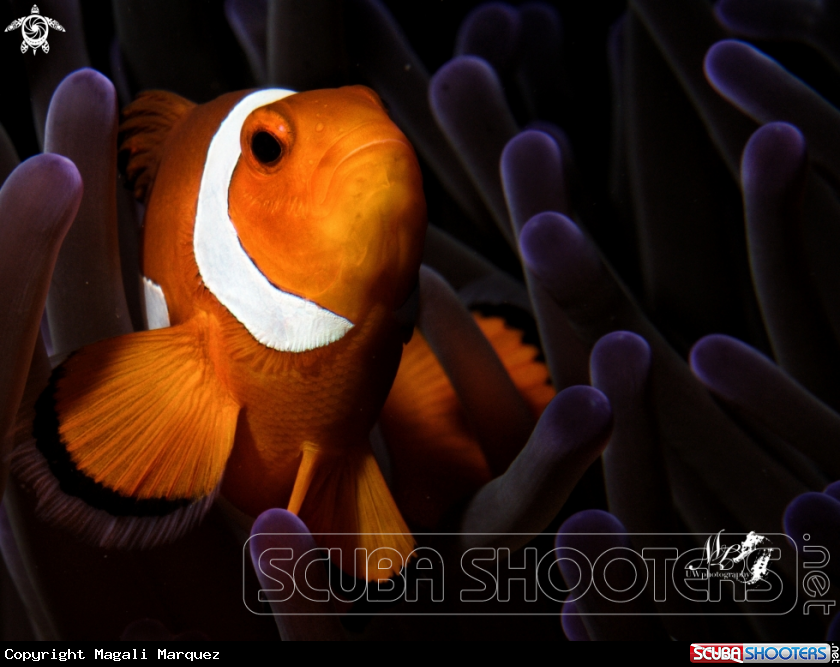 A Clownfish 