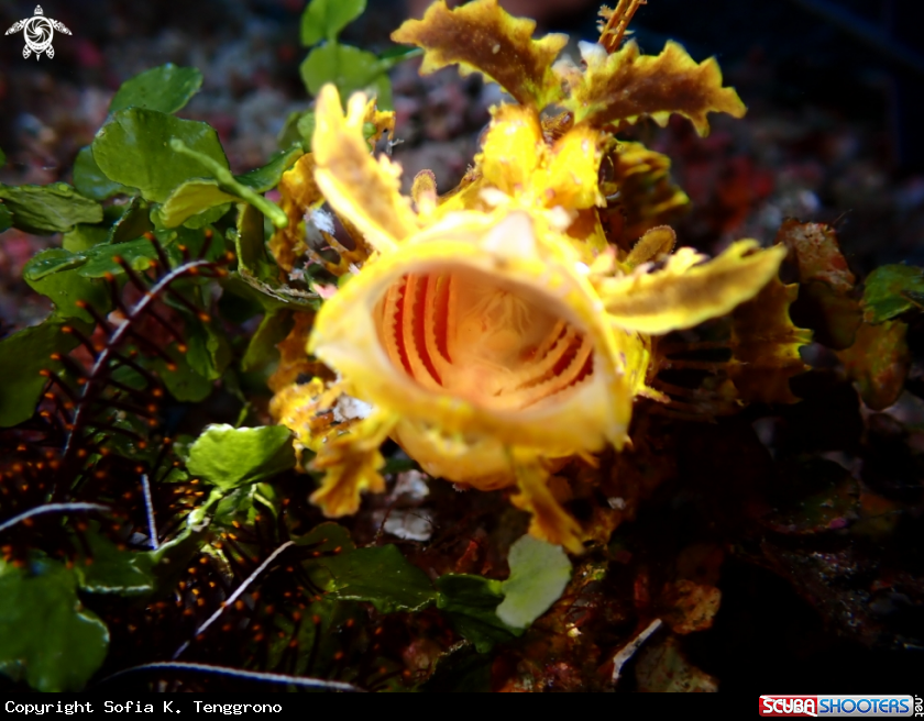 A Rhinopias