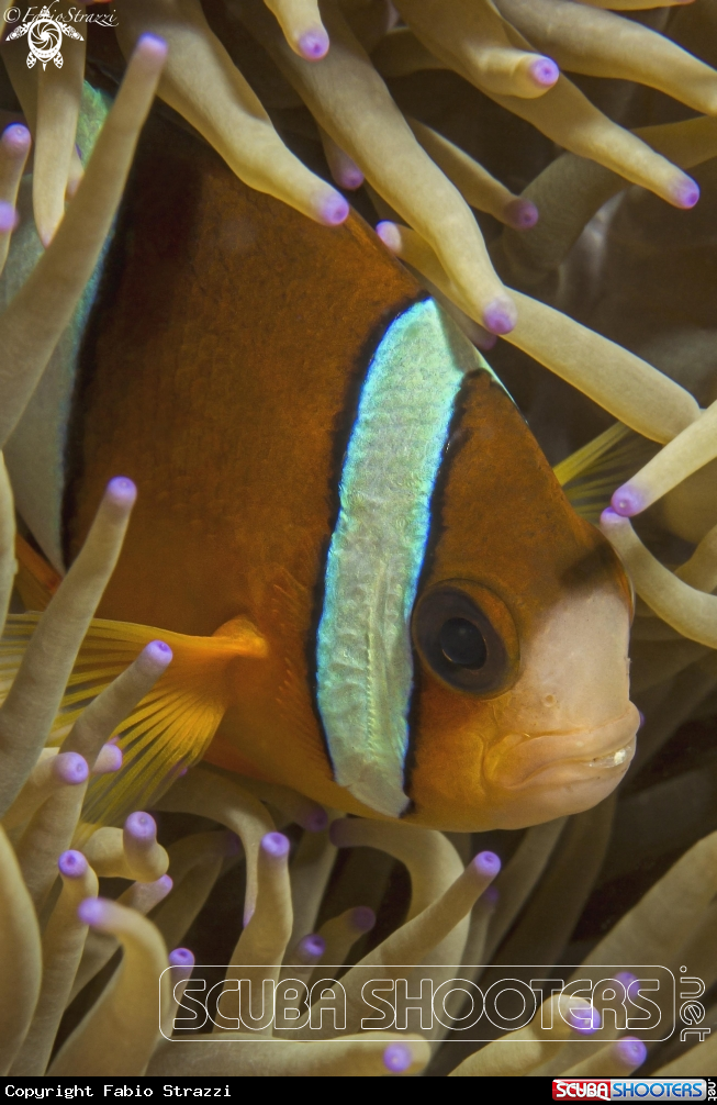 A Anemone fish