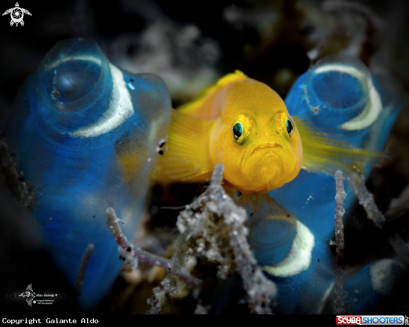 A Yellow Pygmy Goby