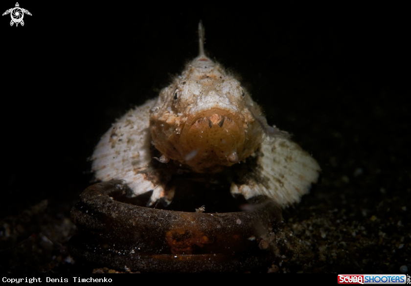 A FISH