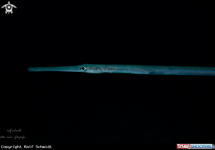 A fish