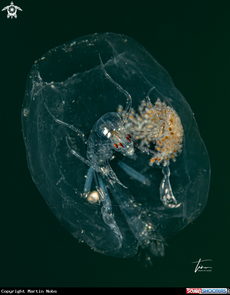 A Amphipod crustacea