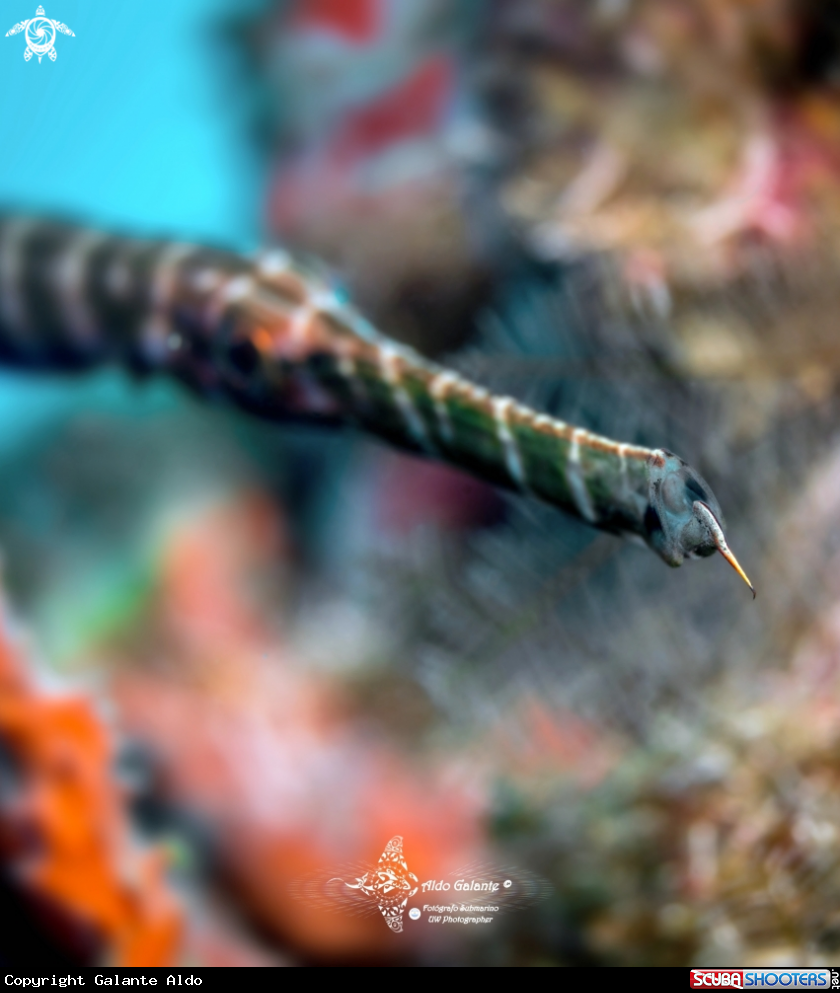 A Trumpetfish