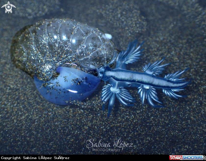 A Nudibranch 