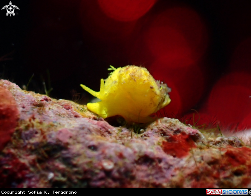 A Golden snail