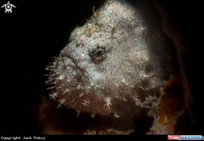 A Antennatus nummifer
