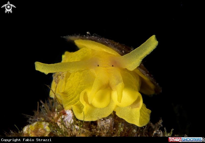 A Tylodina