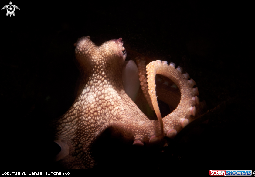 A OCTOPUS