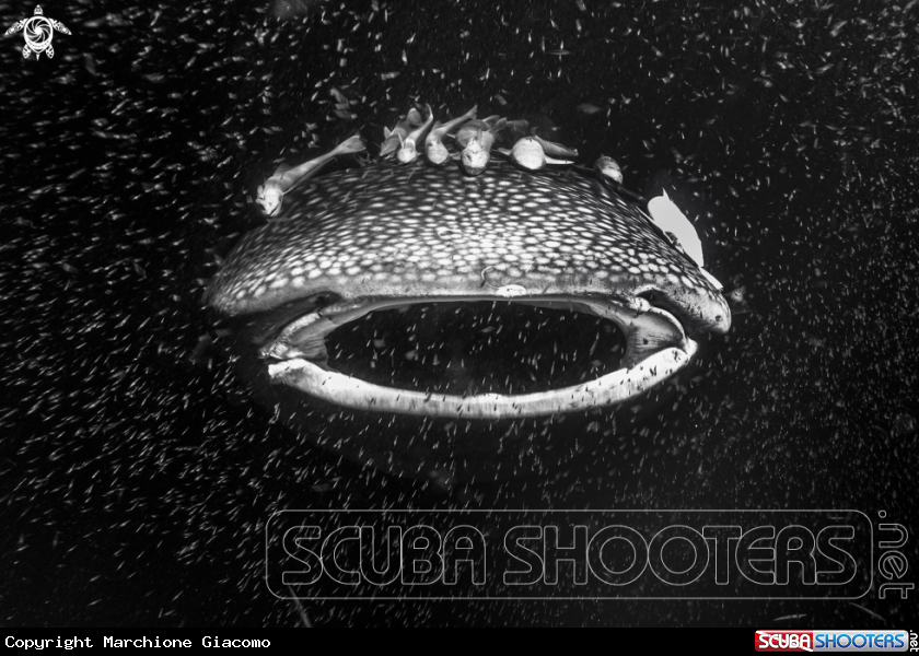 A Whale shark