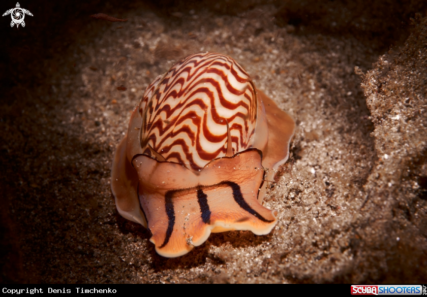 A SNAIL