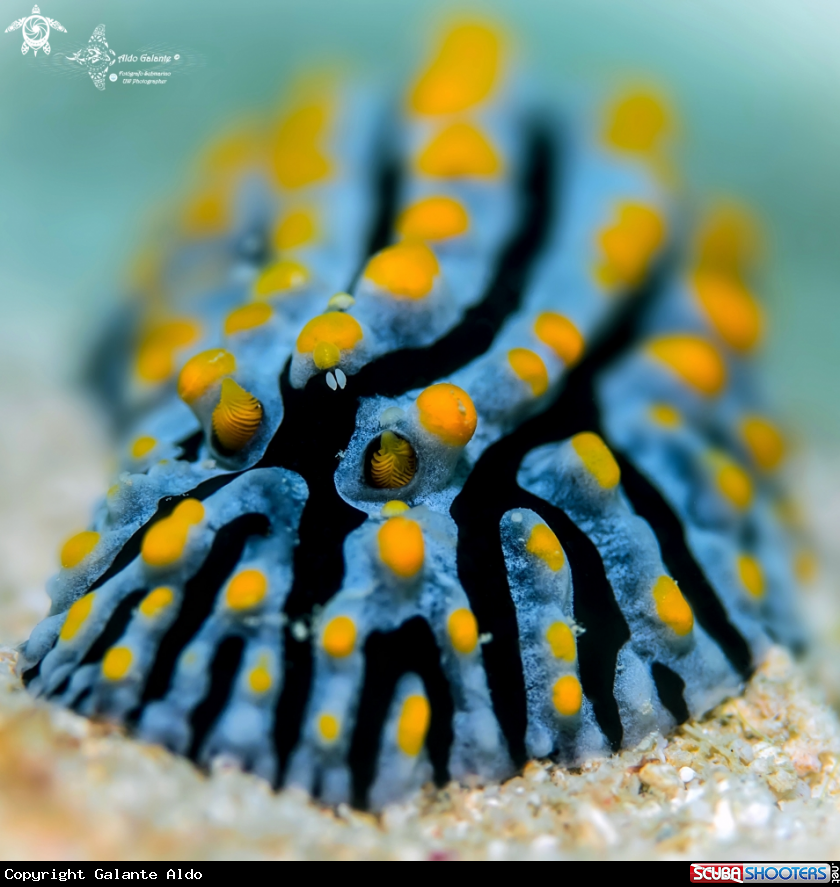 A Nudibranch