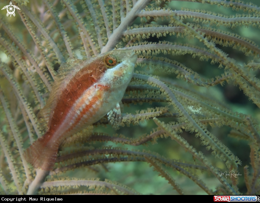 A Greenblotch Parrotfish