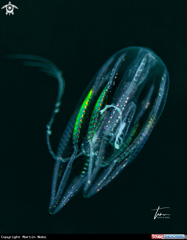 A Callianira bialata