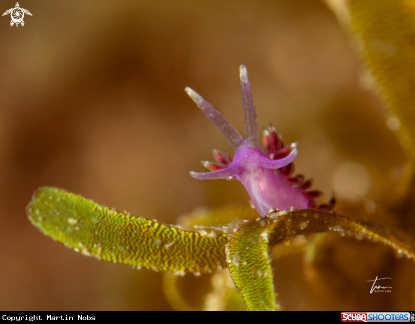 A Edmundsella pedata
