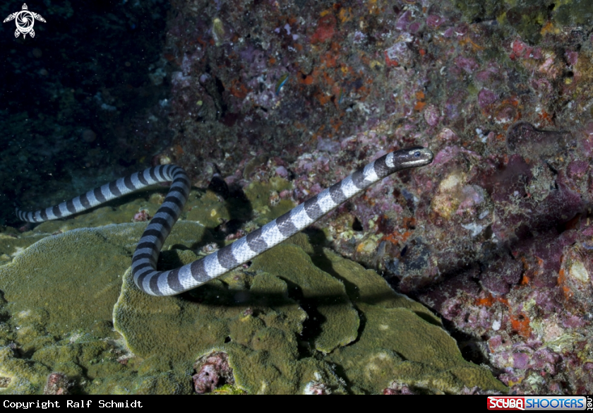 A snake
