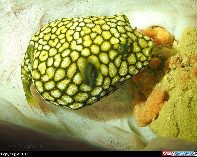 A Map Puffer 