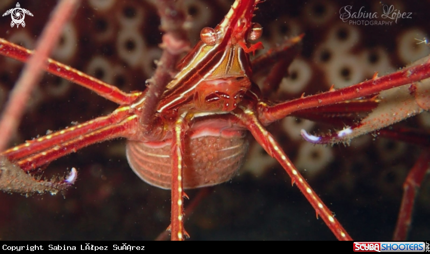 A Stenorhynchus lanceolatus