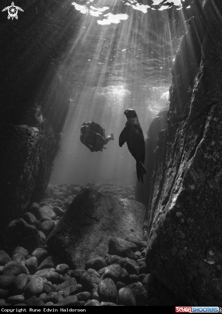 A California Sea Lion