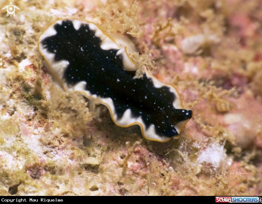 A Rawlinson‘s Flatworm