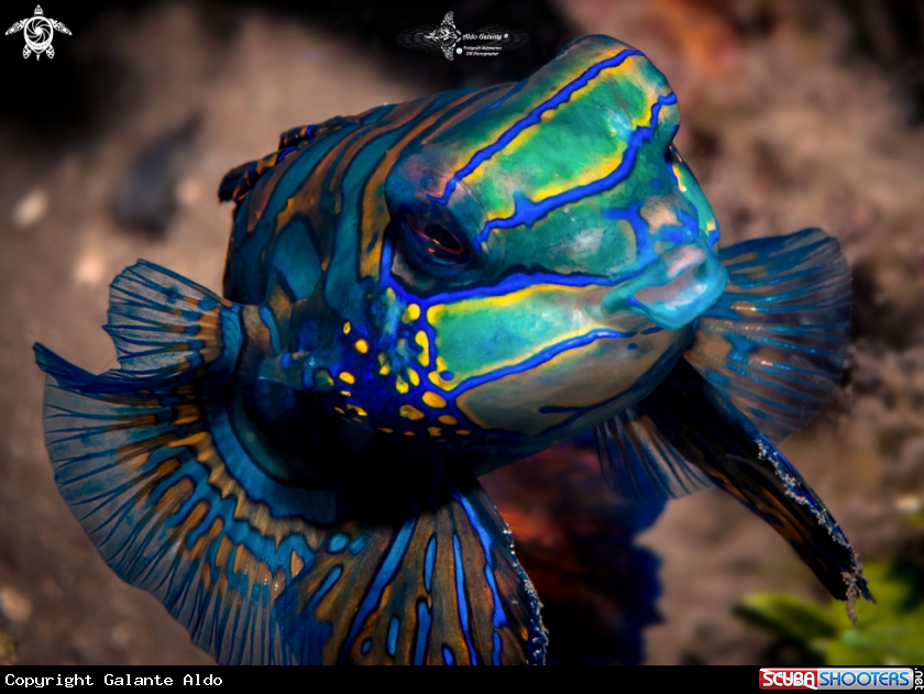 A Mandarin Fish
