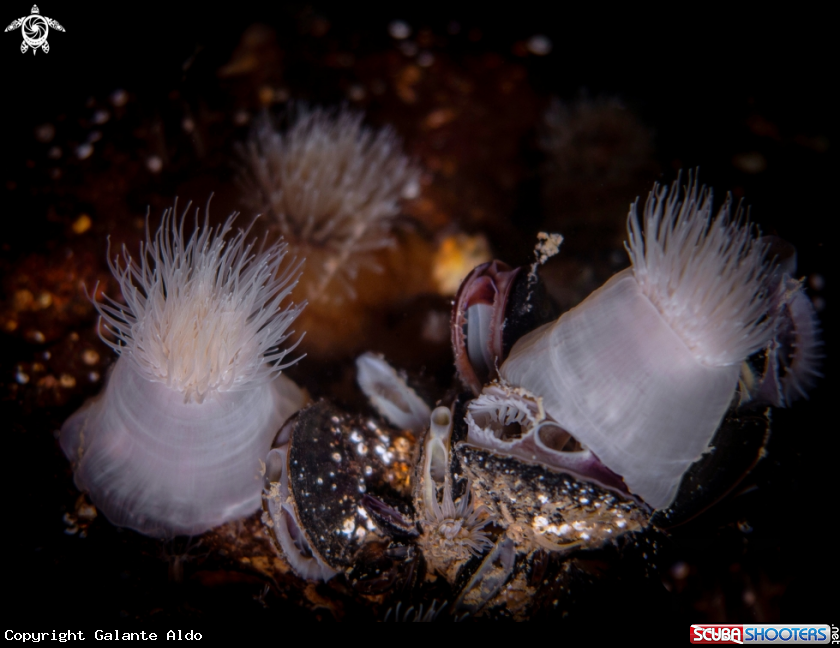 A Anemones