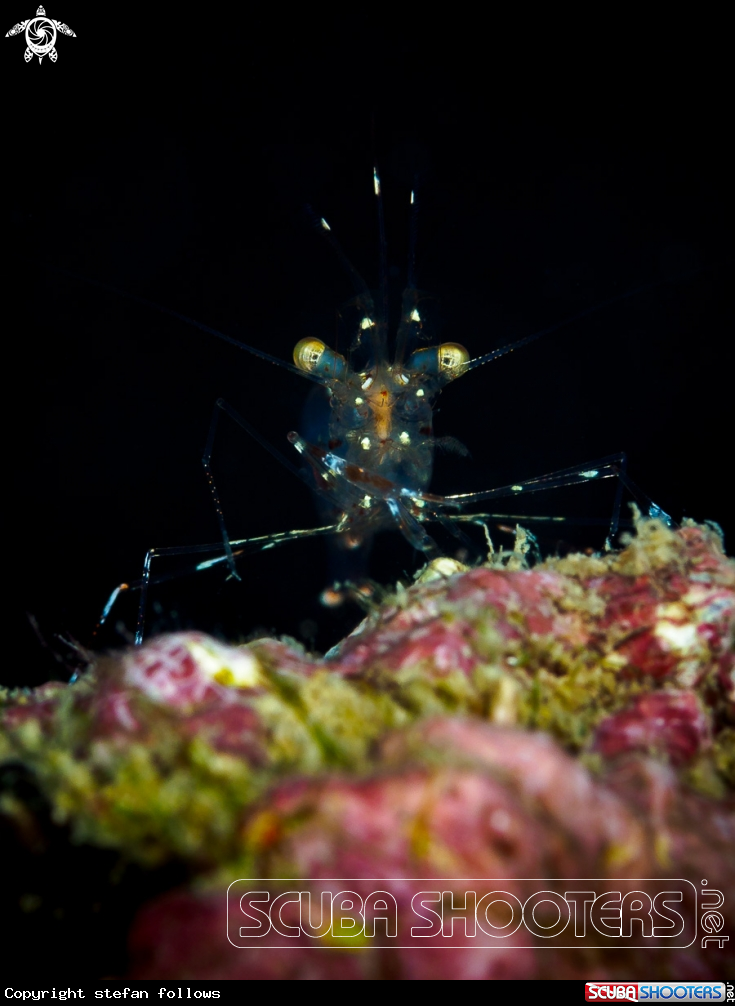 A Glass Cleaner Shrimp
