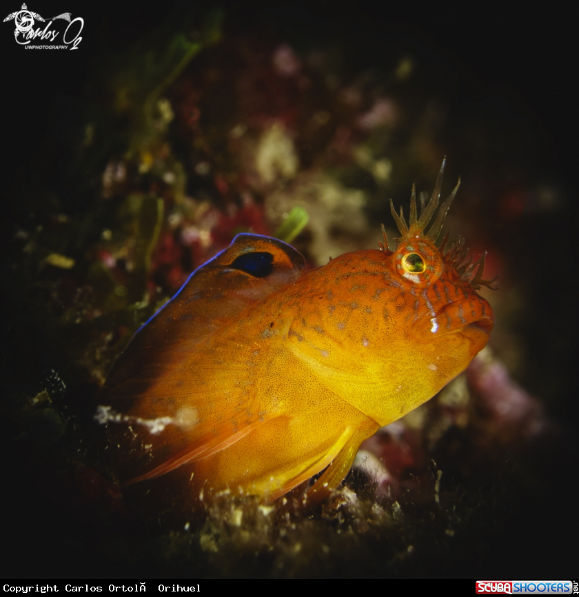 A Blenny