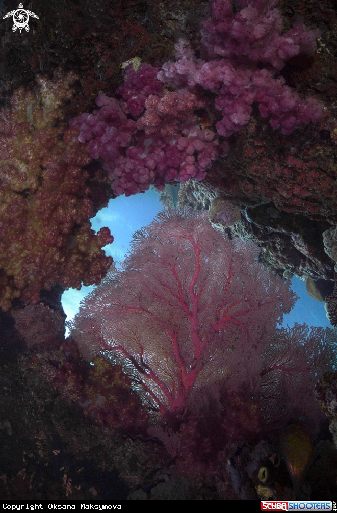 A Amazing beauty of the underwater world