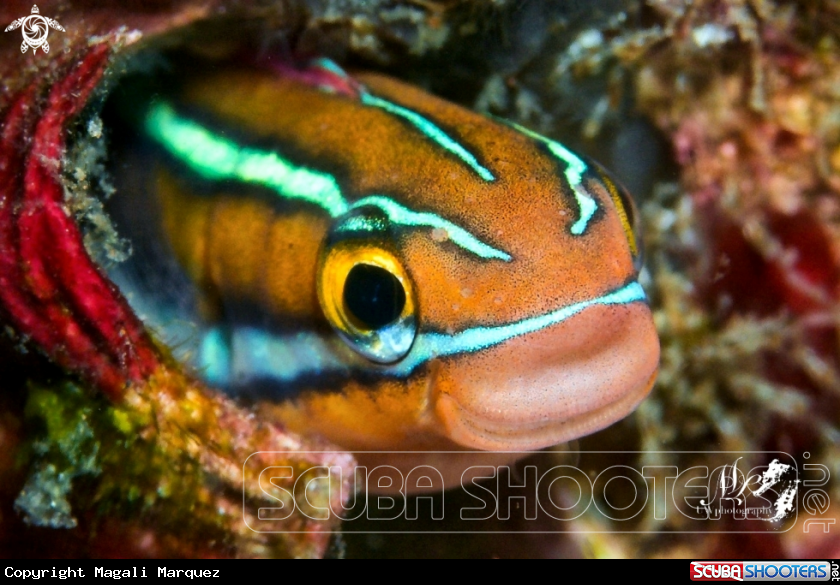 A Bluestriped fangblenny