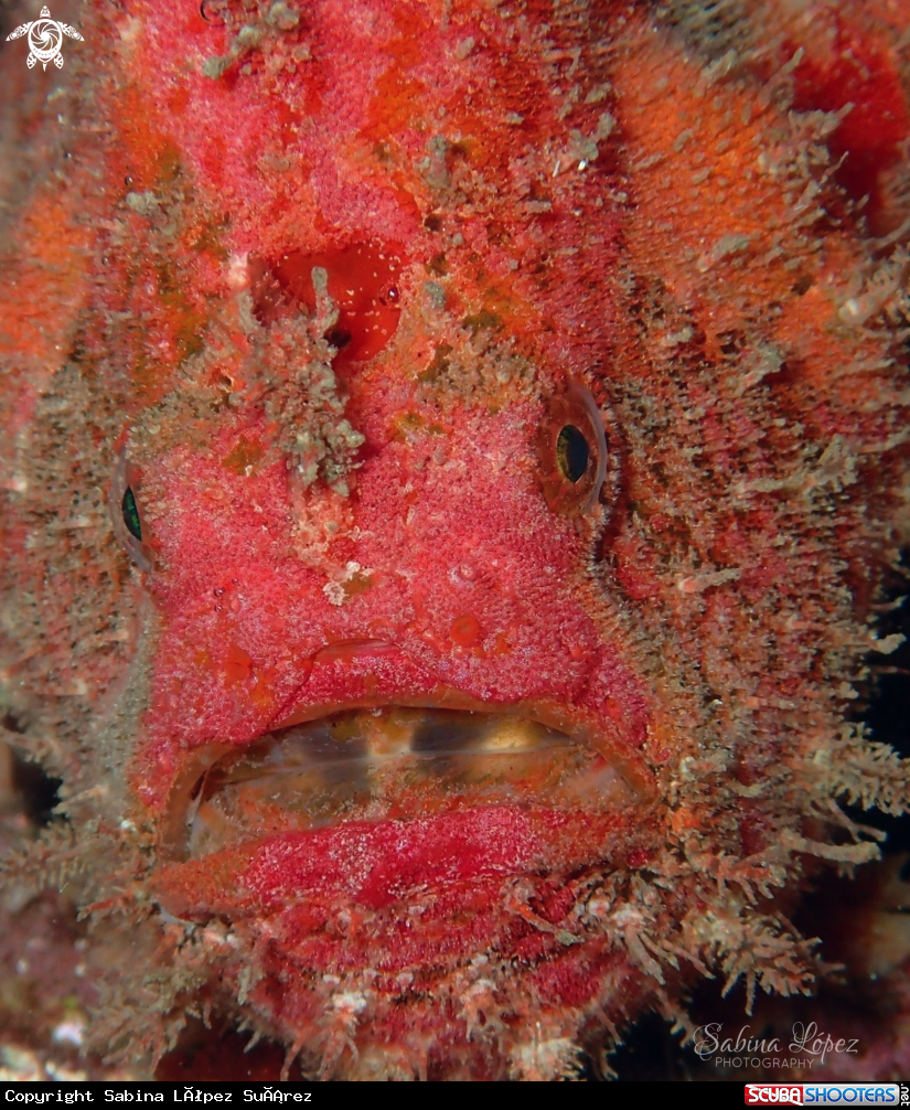 A Antennarius nummifer