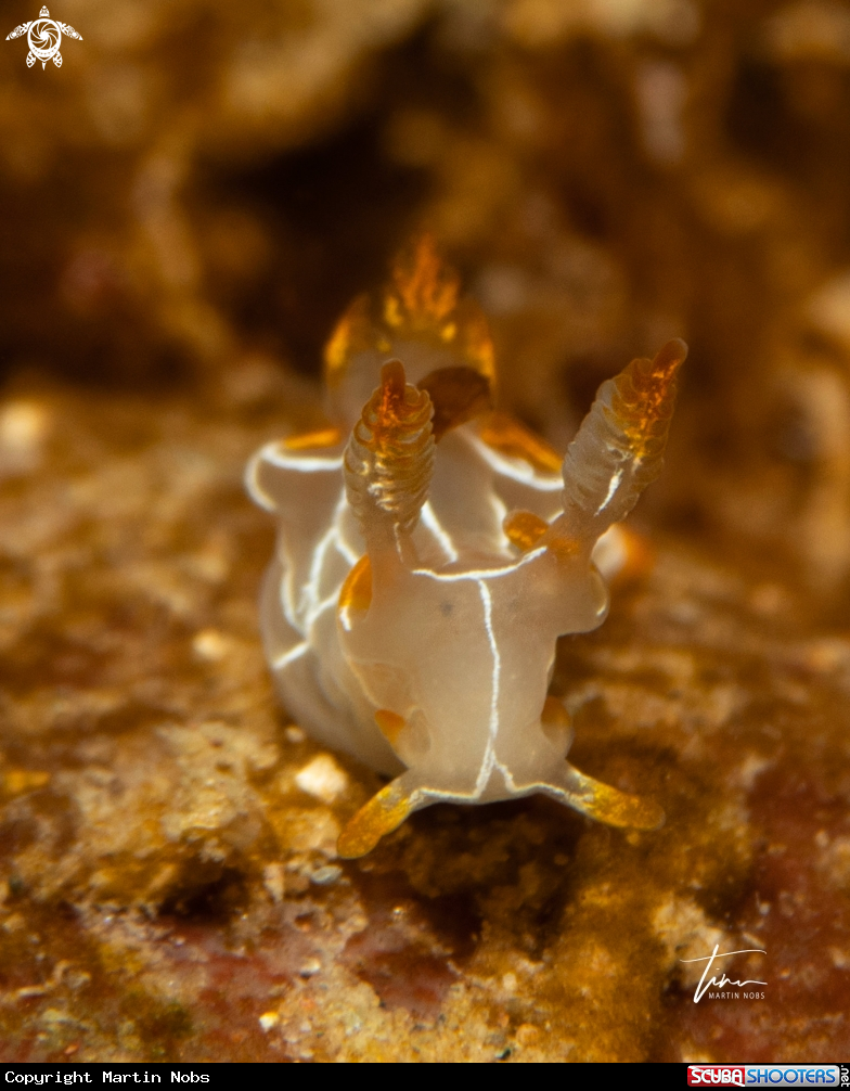 A Trapania lineata