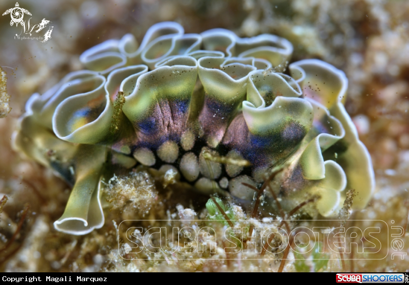 A Lettuce sea slug 